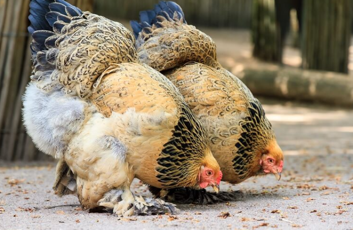 Brahma chickens