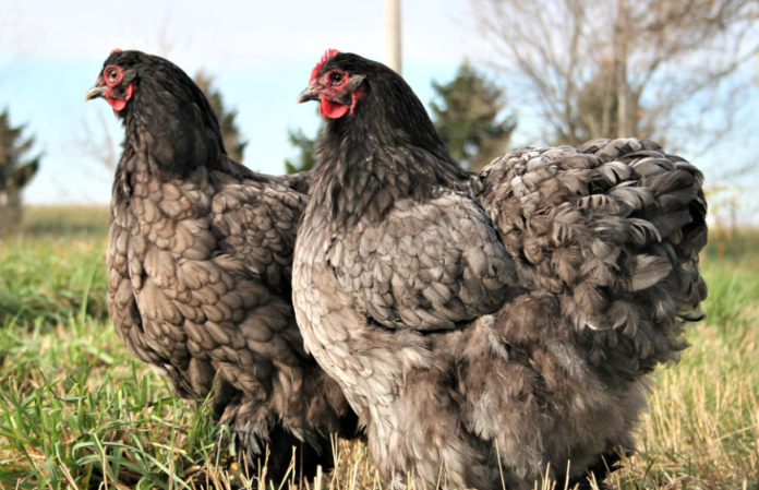 Cochin chickens