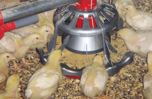 broilers 0-5 days